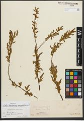 Foto von Salix triandra subsp. amygdalina (L.) Schübl. & G. Martens